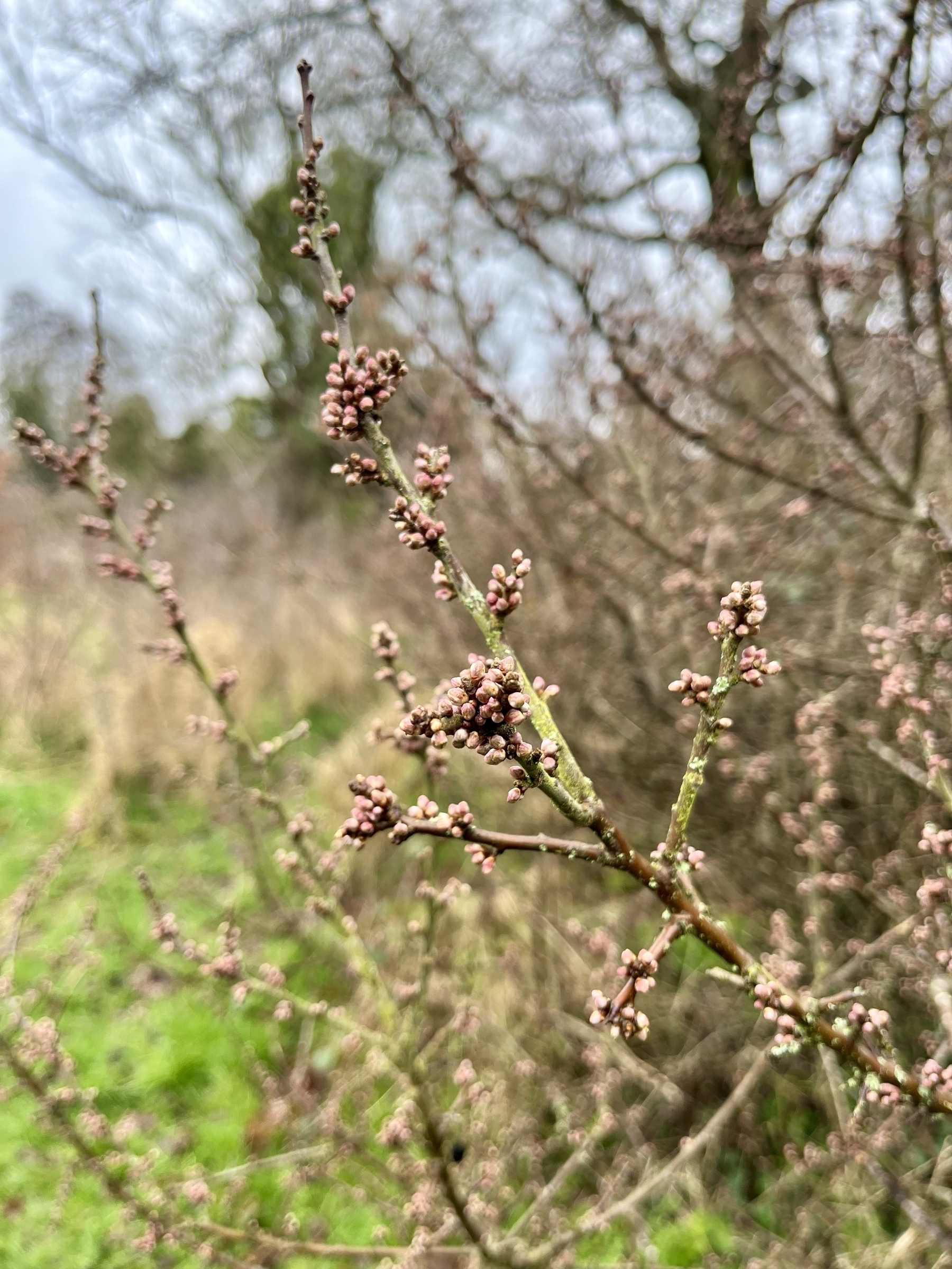A branch of blackthorn with small pink flower buds starting to develop. 