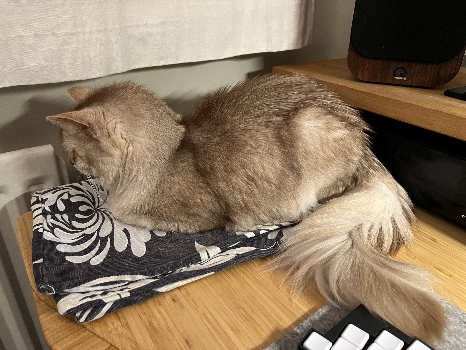 A fluffy pale ginger cat sleeping on the corner of a desk. 