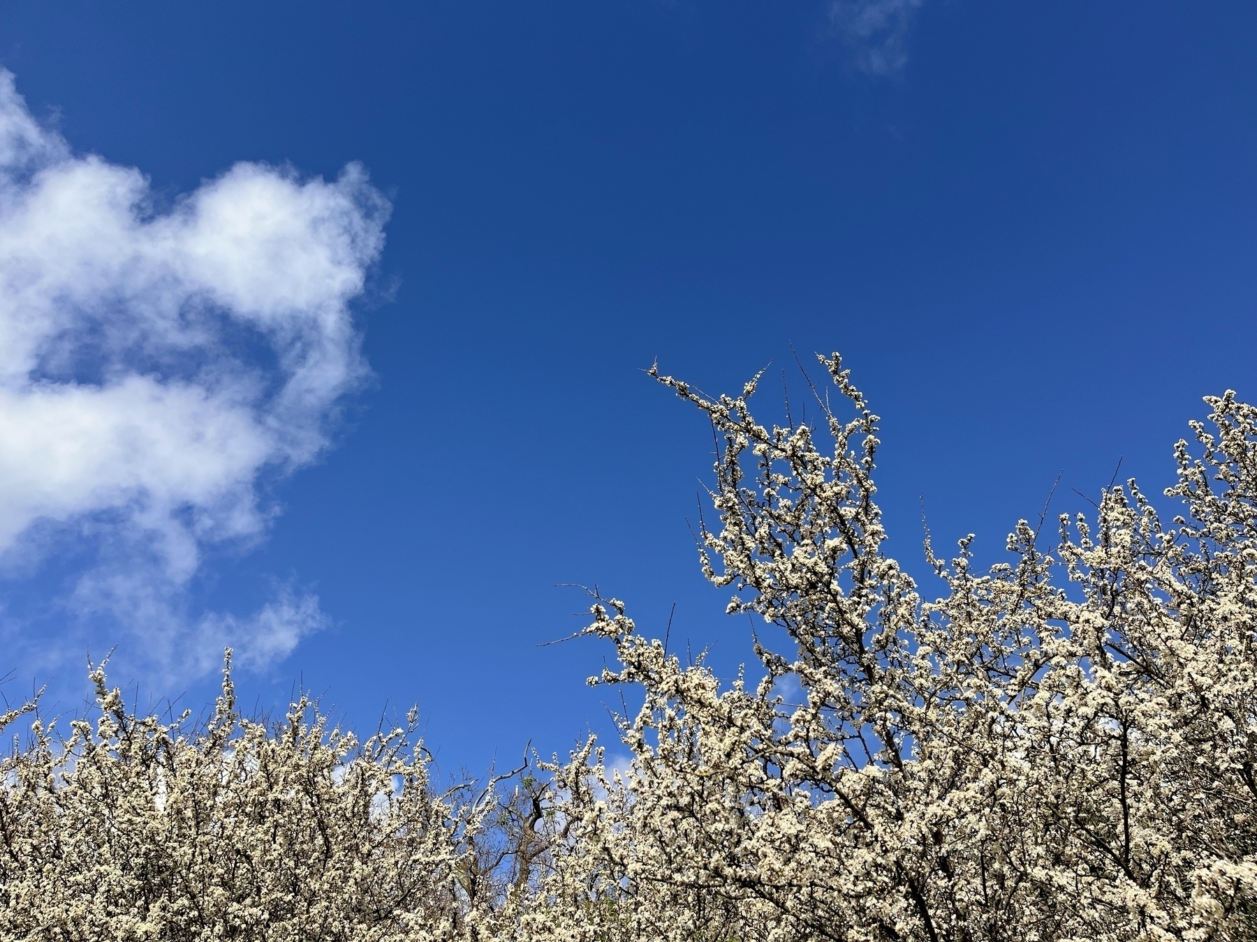 A mass of small white blossom on a spiky blackthorn bush against a deep blue sky and fluffy white clouds.