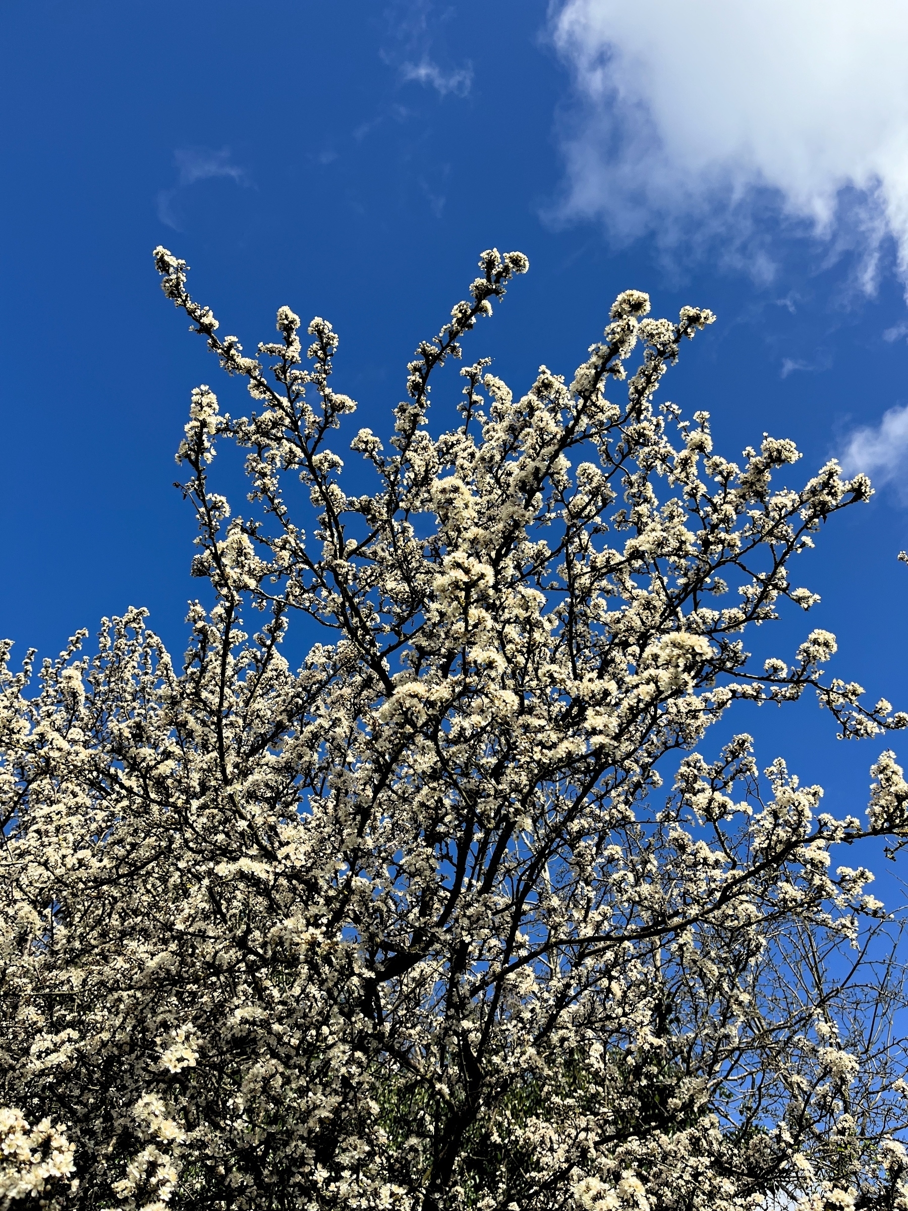 Branches of blackthorn in blossom viewed from below against a deep blue sky.