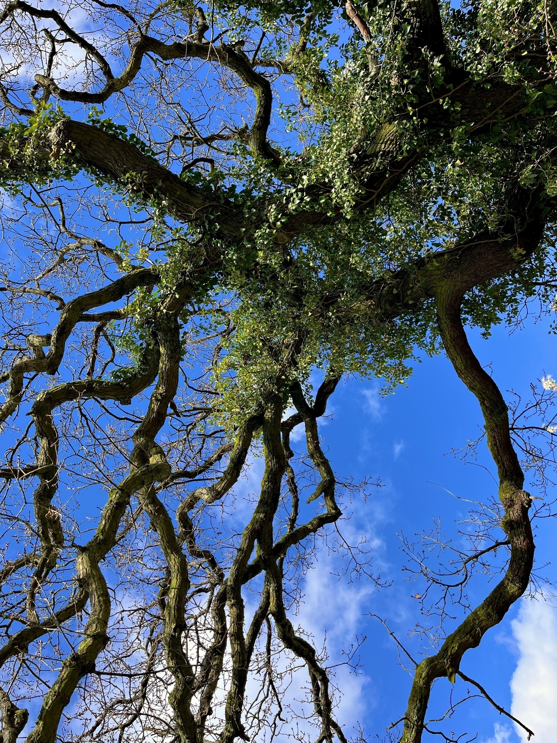 Looking up into the crooked branches of an oak. The oak is still in bud, but the ivy climbing it has fresh green leaves. The sun lights up patches on the bark, illuminating moss.