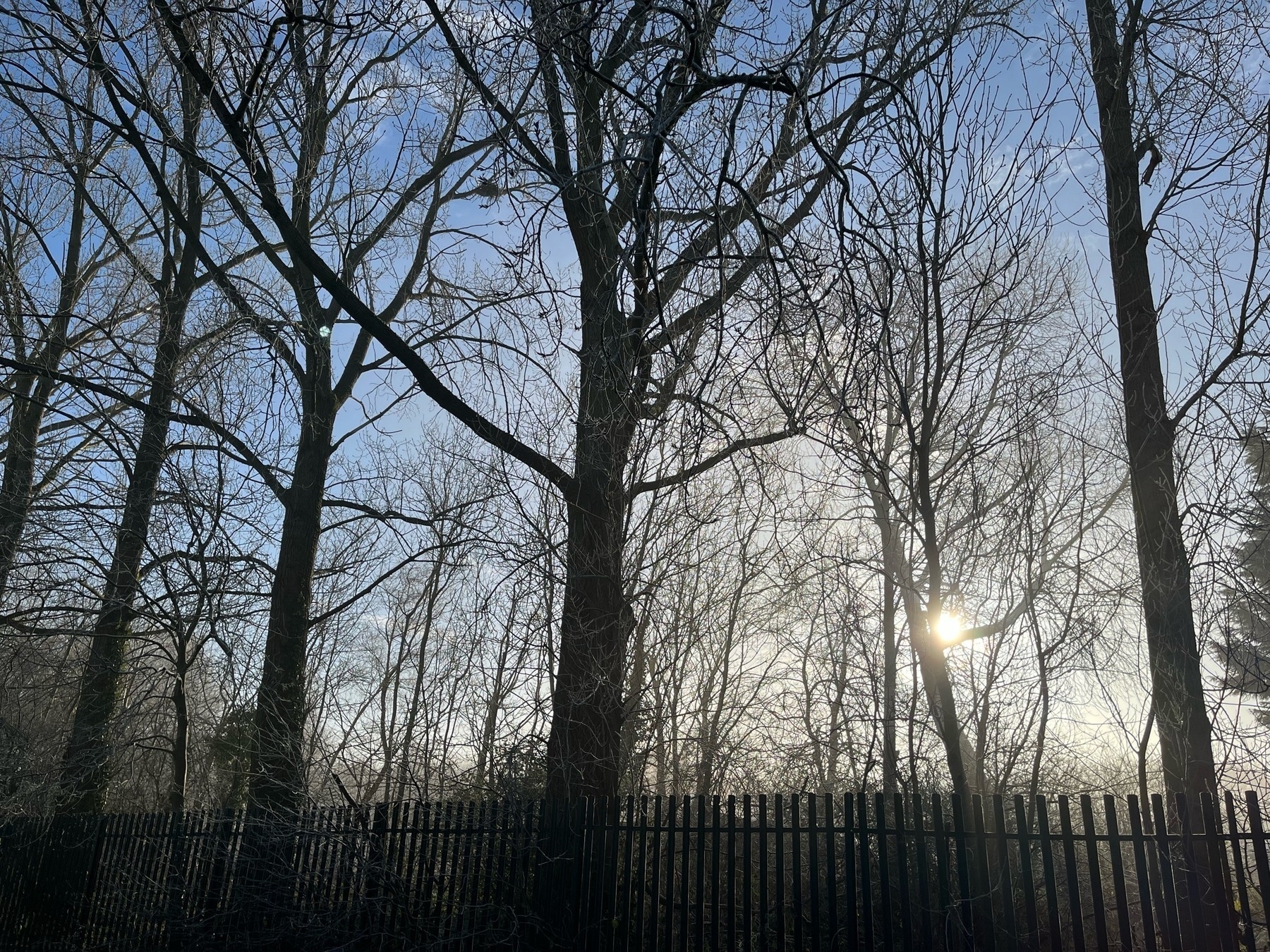 A row of poplar trees with the winter sun peeking out behind them and silhouetting them. 