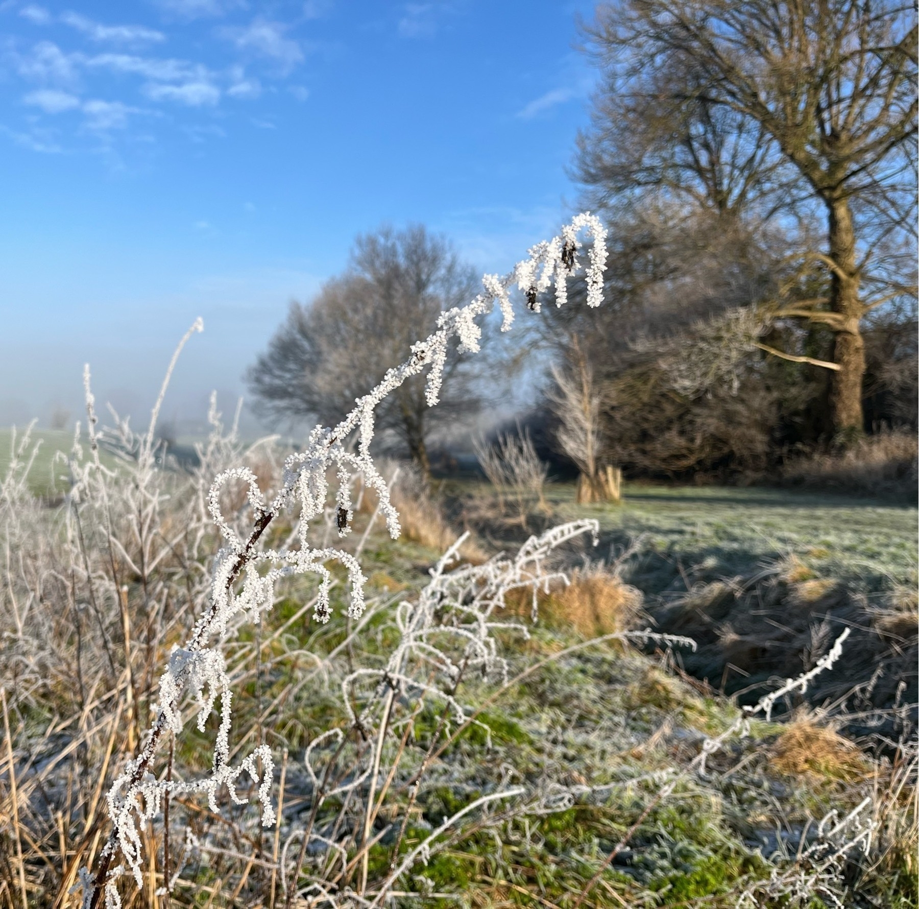 Bent over stalks of plants covered in frost next to a small stream, with tall trees in the background against a blue sky. 