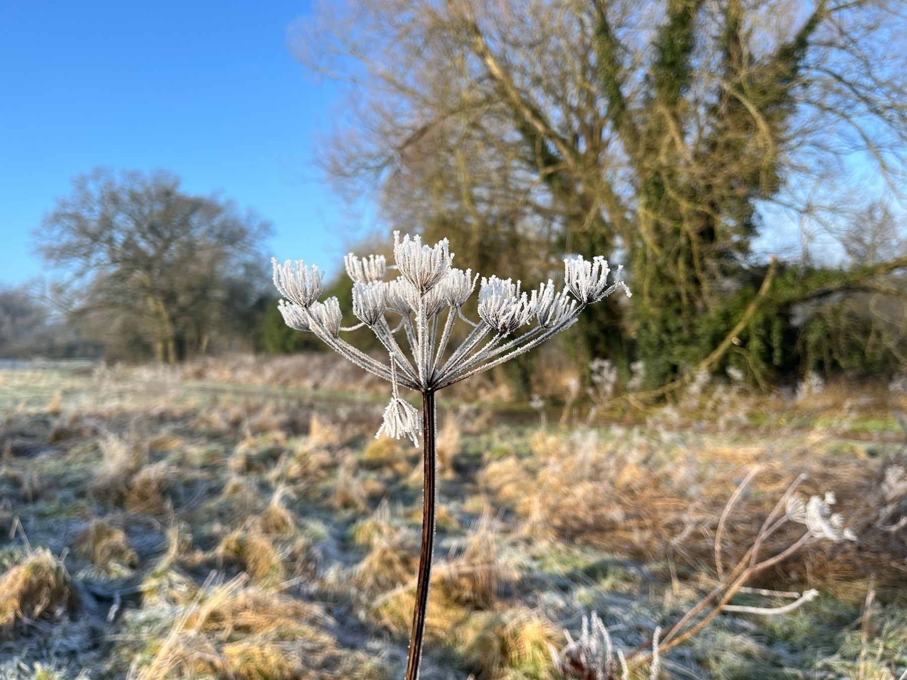 A dead flower head of cow parsley, covered in frost in the foreground, with frost covered tussocks of grass and trees in the background. The frost is twinkling in the low sun. 